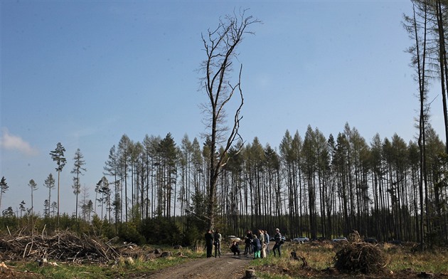 Srážek je málo už od podzimu, lesníci se bojí kalamity. Nejvíc vysychají lesy u Jablunkova